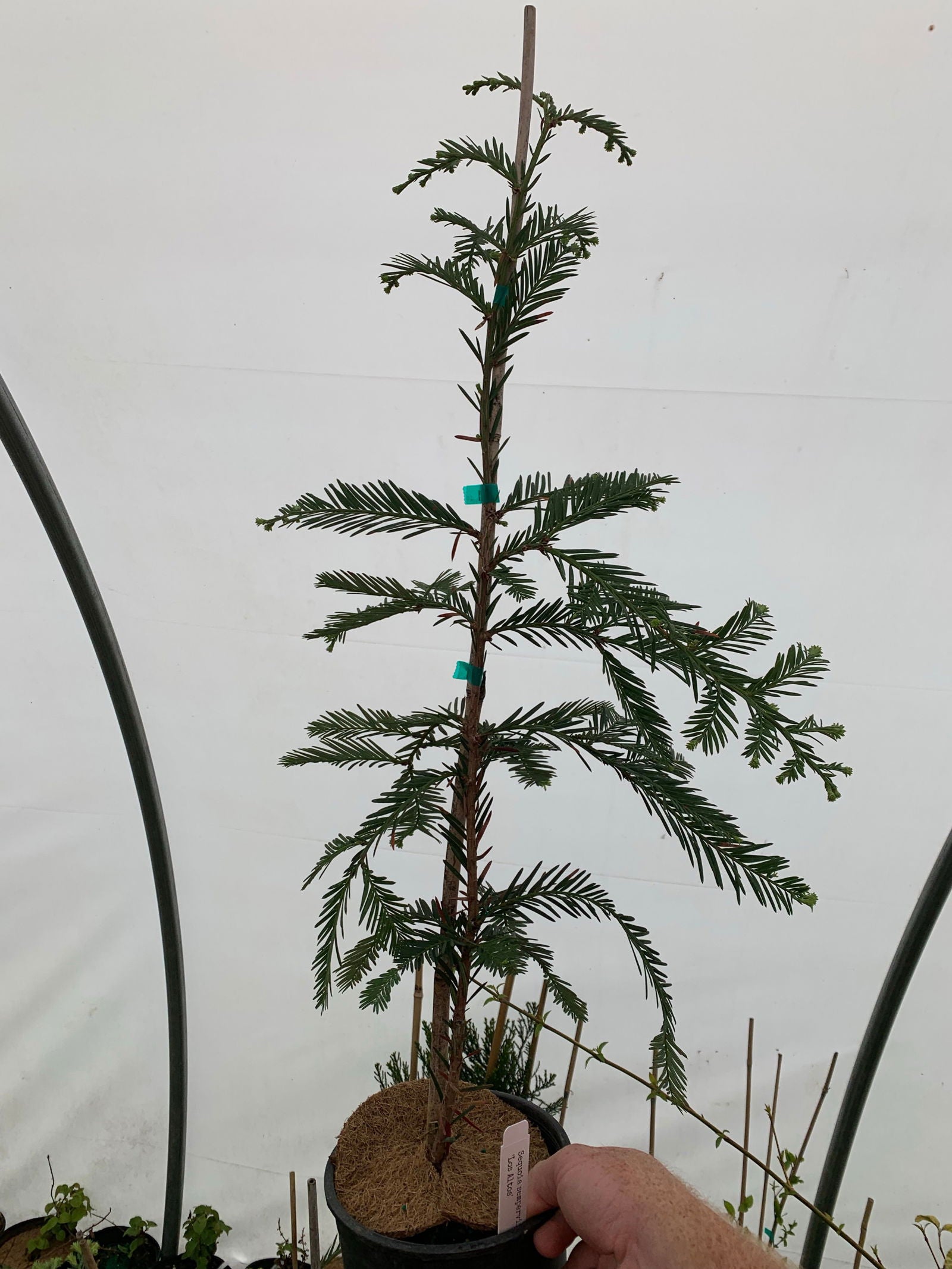 Buy Sequoia sempervirens 'Los Altos' Dense Pyramidal Coastal