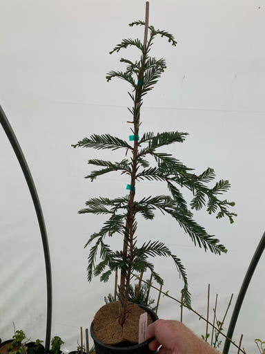 - Sequoia sempervirens 'Los Altos' Dense Pyramidal Coastal Redwood - Mr Maple │ Buy Japanese Maple Trees