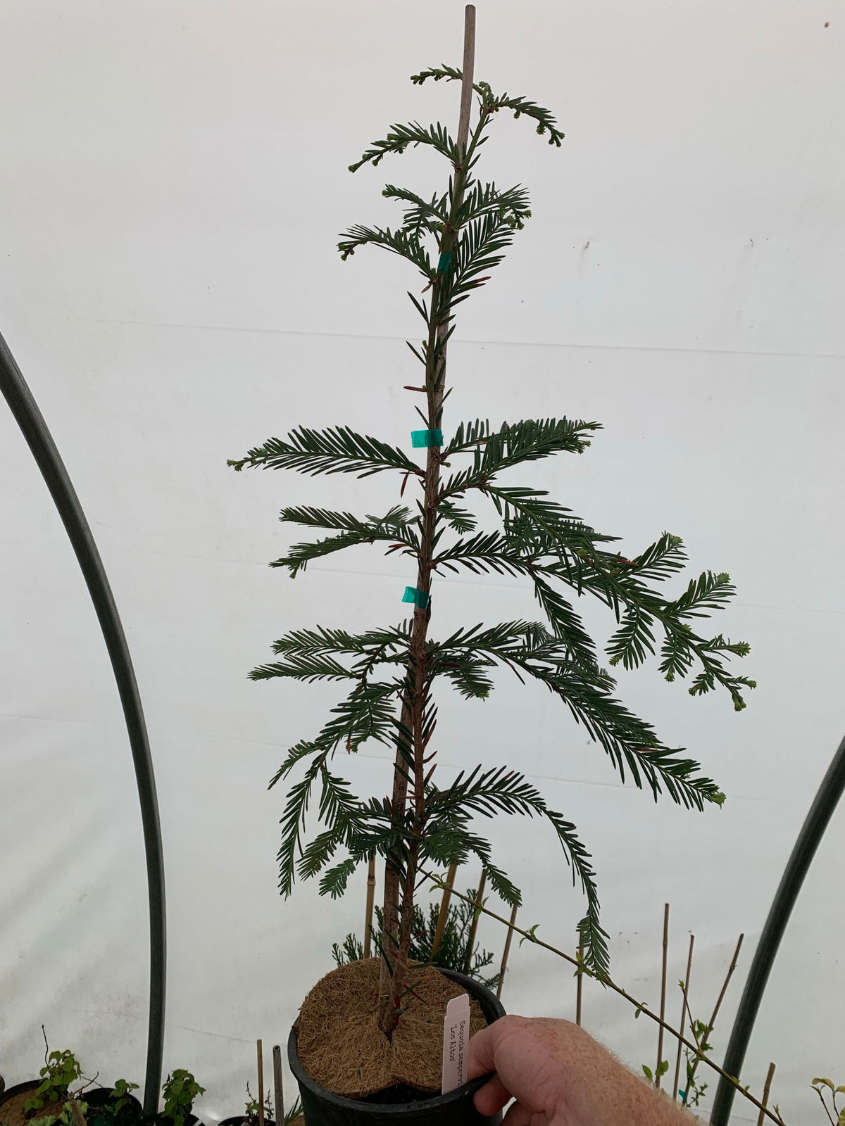 Buy Sequoia sempervirens 'Los Altos' Dense Pyramidal Coastal Redwood ...
