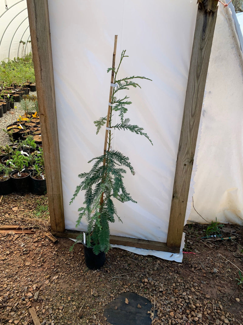 - Sequoia sempervirens 'Mt. Loma Prieta Spike' Narrow Weeping Coastal Redwood - Mr Maple │ Buy Japanese Maple Trees