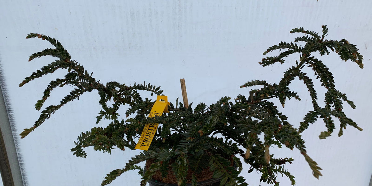 Buy Sequoia sempervirens 'Prostata' Dwarf Coastal Redwood  Mr Maple  Buy  Japanese Maple Trees
