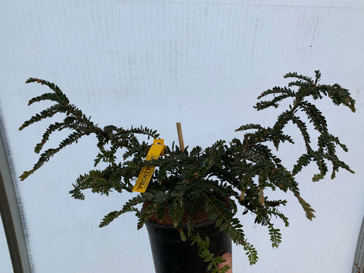 - Sequoia sempervirens 'Prostata’ Dwarf Coastal Redwood - Mr Maple │ Buy Japanese Maple Trees