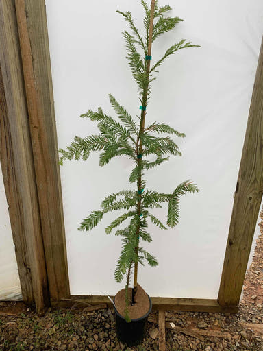 - Sequoia sempervirens 'Santa Cruz' Coastal Redwood - Mr Maple │ Buy Japanese Maple Trees