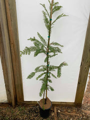 - Sequoia sempervirens 'Santa Cruz' Coastal Redwood - Mr Maple │ Buy Japanese Maple Trees