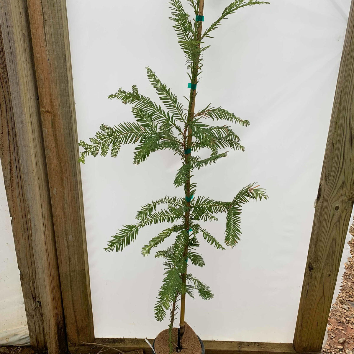 Buy Sequoia sempervirens 'Santa Cruz' Coastal Redwood — Mr Maple