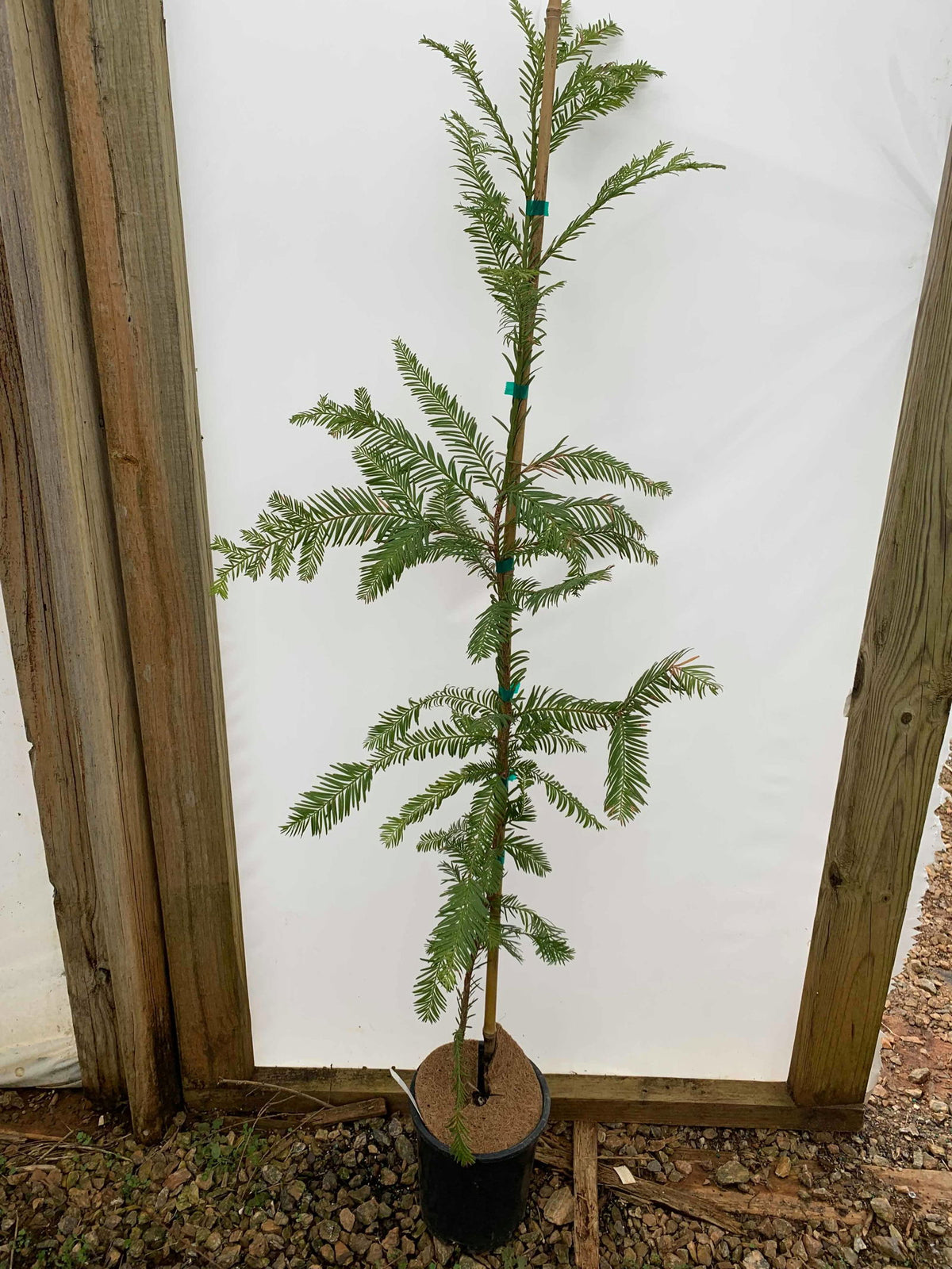 Buy Sequoia sempervirens 'Santa Cruz' Coastal Redwood — Mr Maple