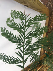 - Sequoia sempervirens 'Simpson Silver' Silver Blue Coastal Redwood - Mr Maple │ Buy Japanese Maple Trees