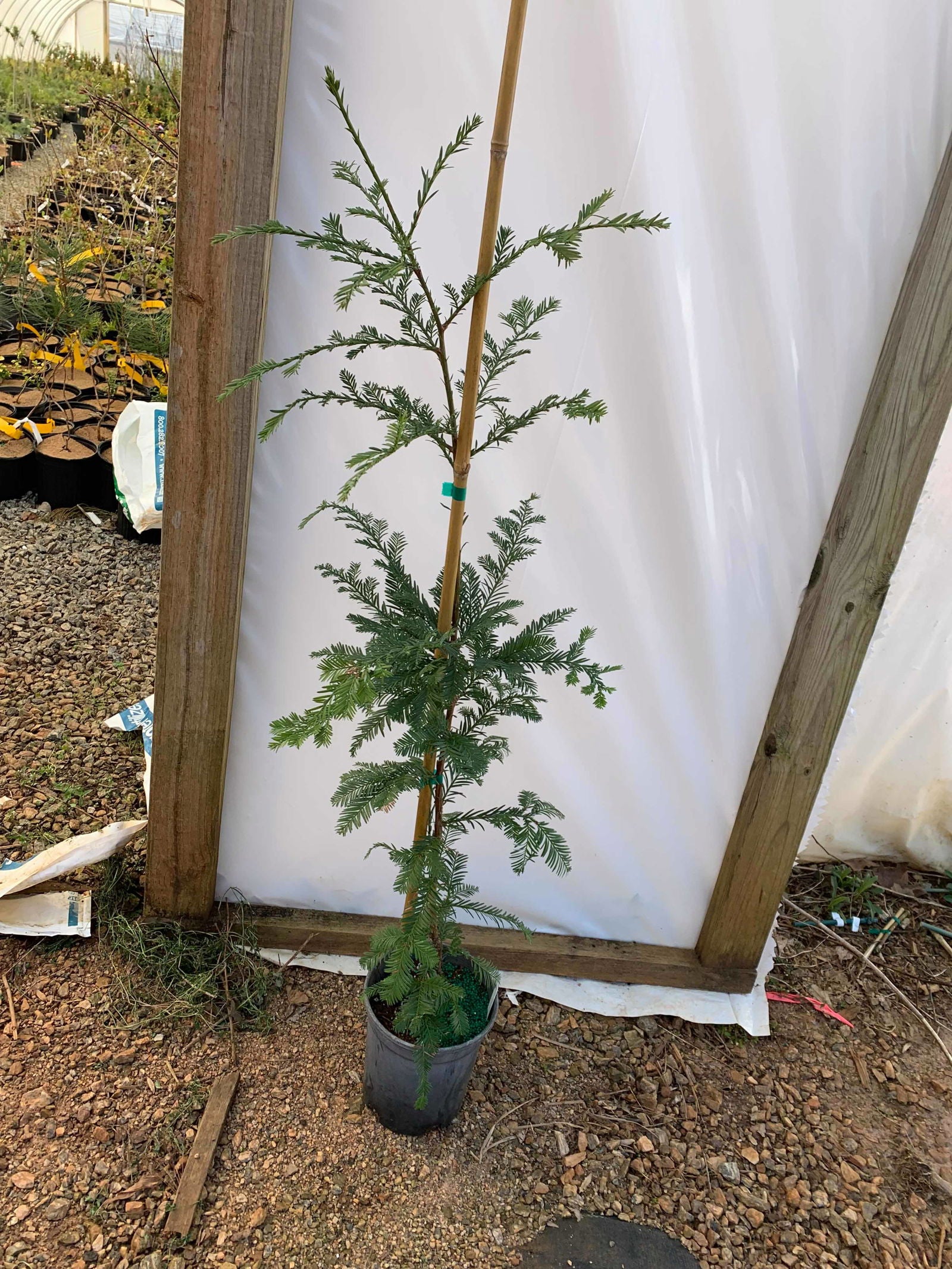 Buy Sequoia sempervirens 'Soquel' Coastal Redwood — Mr Maple