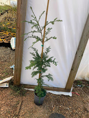 - Sequoia sempervirens 'Soquel' Coastal Redwood - Mr Maple │ Buy Japanese Maple Trees