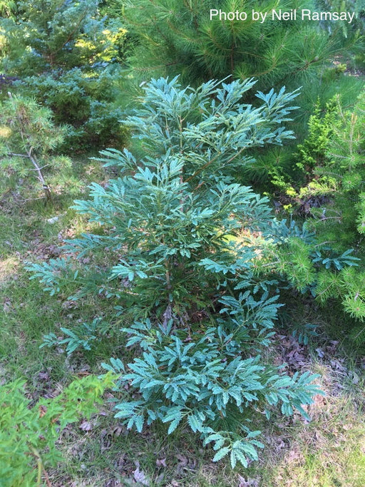 - Sequoia sempervirens 'Steel Blue' Blue Costal Redwood - Mr Maple │ Buy Japanese Maple Trees