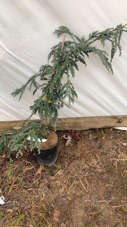 - Sequoia sempervirens 'Steel Blue' Blue Costal Redwood - Mr Maple │ Buy Japanese Maple Trees