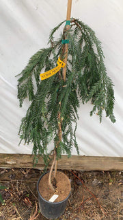 - Sequoia sempervirens 'Yurok Prince’ Dwarf Coastal Redwood - Mr Maple │ Buy Japanese Maple Trees