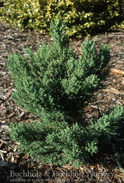 - Sequoiadendron giganteum 'Blauer Eichzwerg' Dwarf Giant Redwood - Mr Maple │ Buy Japanese Maple Trees