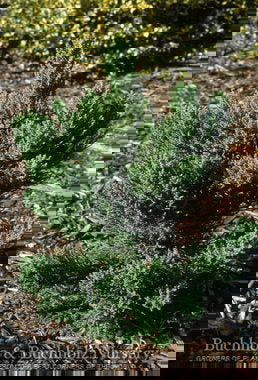 - Sequoiadendron giganteum 'Blauer Eichzwerg' Dwarf Giant Redwood - Mr Maple │ Buy Japanese Maple Trees