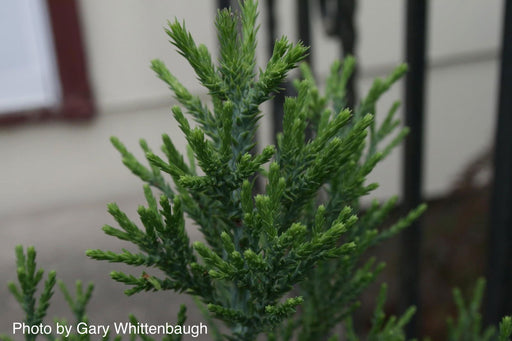 - Sequoiadendron giganteum 'Blauer Eichzwerg' Dwarf Giant Redwood - Mr Maple │ Buy Japanese Maple Trees