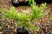 - Sequoiadendron giganteum 'Blauer Eichzwerg' Dwarf Giant Redwood - Mr Maple │ Buy Japanese Maple Trees
