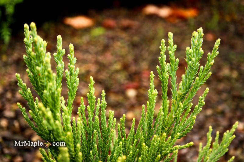 - Sequoiadendron giganteum 'Blauer Eichzwerg' Dwarf Giant Redwood - Mr Maple │ Buy Japanese Maple Trees