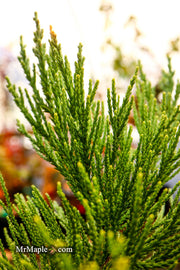 - Sequoiadendron giganteum 'Blauer Eichzwerg' Dwarf Giant Redwood - Mr Maple │ Buy Japanese Maple Trees