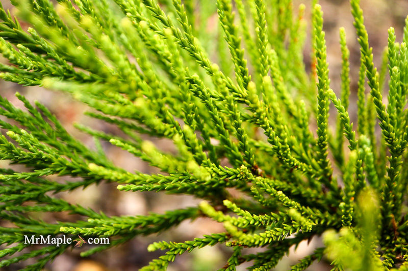 - Sequoiadendron giganteum 'Blauer Eichzwerg' Dwarf Giant Redwood - Mr Maple │ Buy Japanese Maple Trees