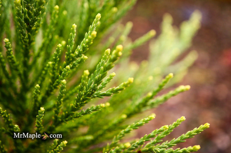 - Sequoiadendron giganteum 'Blauer Eichzwerg' Dwarf Giant Redwood - Mr Maple │ Buy Japanese Maple Trees