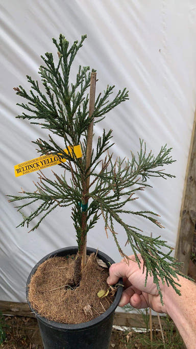 - Sequoiadendron giganteum 'Bultinck Yellow' Giant Redwood - Mr Maple │ Buy Japanese Maple Trees