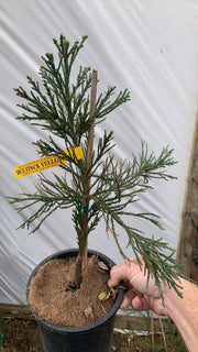 - Sequoiadendron giganteum 'Bultinck Yellow' Giant Redwood - Mr Maple │ Buy Japanese Maple Trees