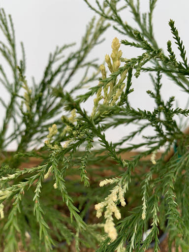 - Sequoiadendron giganteum 'French Beauty' Variegated Giant Redwood - Mr Maple │ Buy Japanese Maple Trees