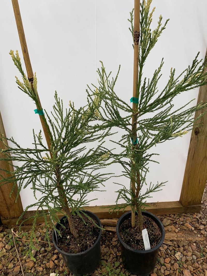 - Sequoiadendron giganteum 'French Beauty' Variegated Giant Redwood - Mr Maple │ Buy Japanese Maple Trees