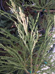 - Sequoiadendron giganteum 'French Beauty' Variegated Giant Redwood - Mr Maple │ Buy Japanese Maple Trees