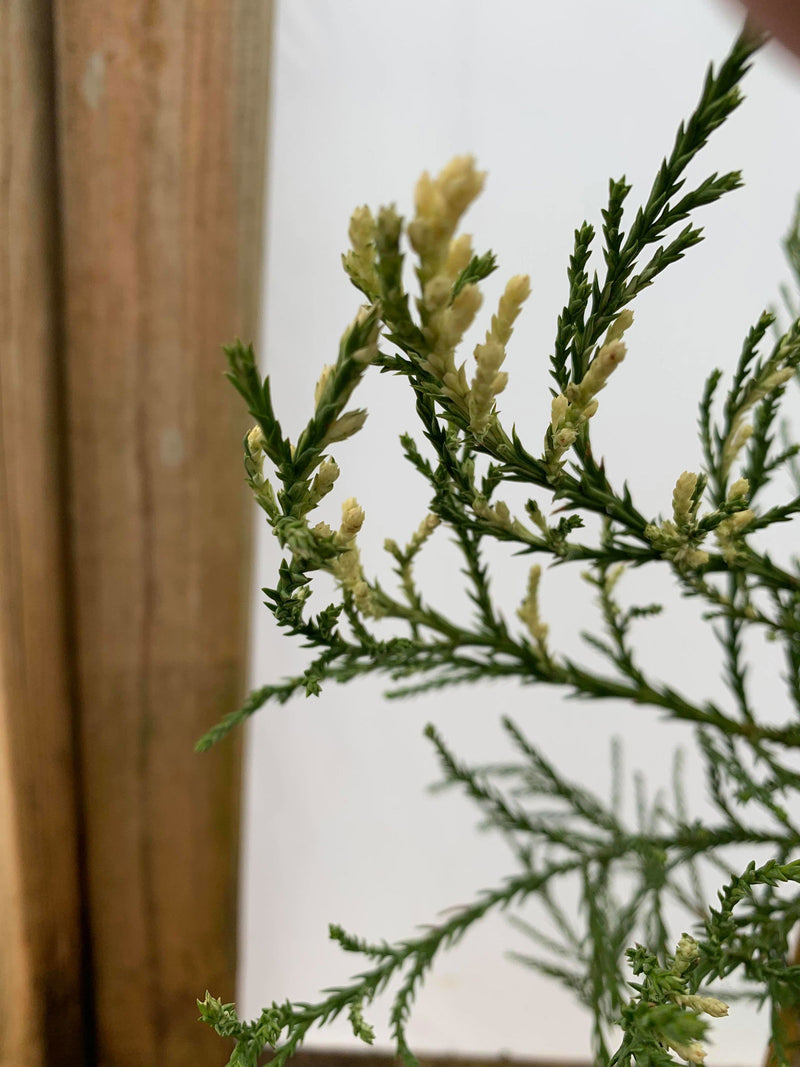 - Sequoiadendron giganteum 'French Beauty' Variegated Giant Redwood - Mr Maple │ Buy Japanese Maple Trees