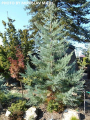 - Sequoiadendron giganteum 'Glauca' Blue Giant Redwood - Mr Maple │ Buy Japanese Maple Trees