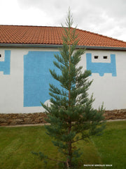 - Sequoiadendron giganteum 'Glauca' Blue Giant Redwood - Mr Maple │ Buy Japanese Maple Trees