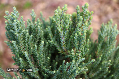 - Sequoiadendron giganteum 'Little Stan' Dwarf Redwood - Mr Maple │ Buy Japanese Maple Trees