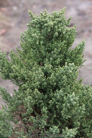 - Sequoiadendron giganteum 'Little Stan' Dwarf Redwood - Mr Maple │ Buy Japanese Maple Trees