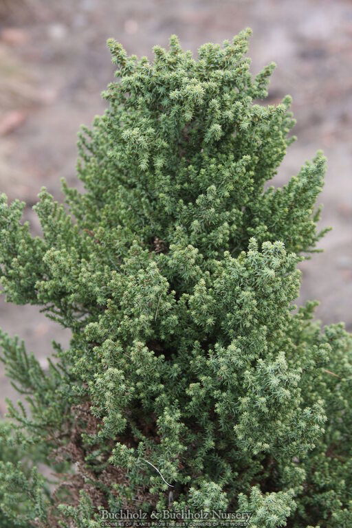 - Sequoiadendron giganteum 'Little Stan' Dwarf Redwood - Mr Maple │ Buy Japanese Maple Trees