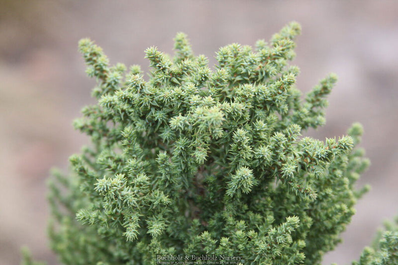 - Sequoiadendron giganteum 'Little Stan' Dwarf Redwood - Mr Maple │ Buy Japanese Maple Trees