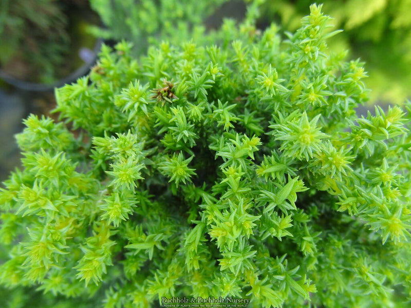 - Sequoiadendron giganteum 'Little Stan' Dwarf Redwood - Mr Maple │ Buy Japanese Maple Trees