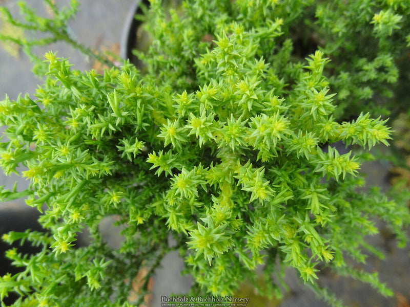 - Sequoiadendron giganteum 'Little Stan' Dwarf Redwood - Mr Maple │ Buy Japanese Maple Trees