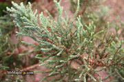 - Sequoiadendron giganteum 'Little Stan' Dwarf Redwood - Mr Maple │ Buy Japanese Maple Trees