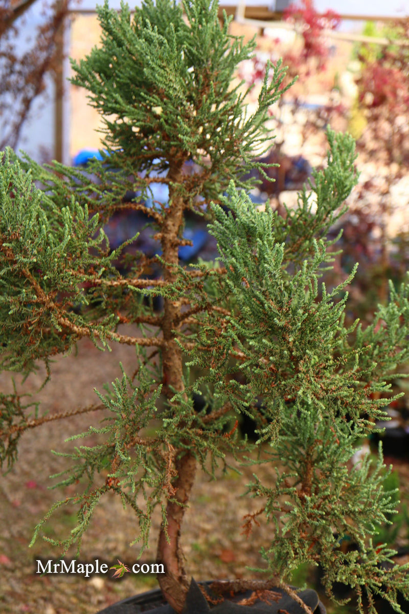 - Sequoiadendron giganteum 'Little Stan' Dwarf Redwood - Mr Maple │ Buy Japanese Maple Trees