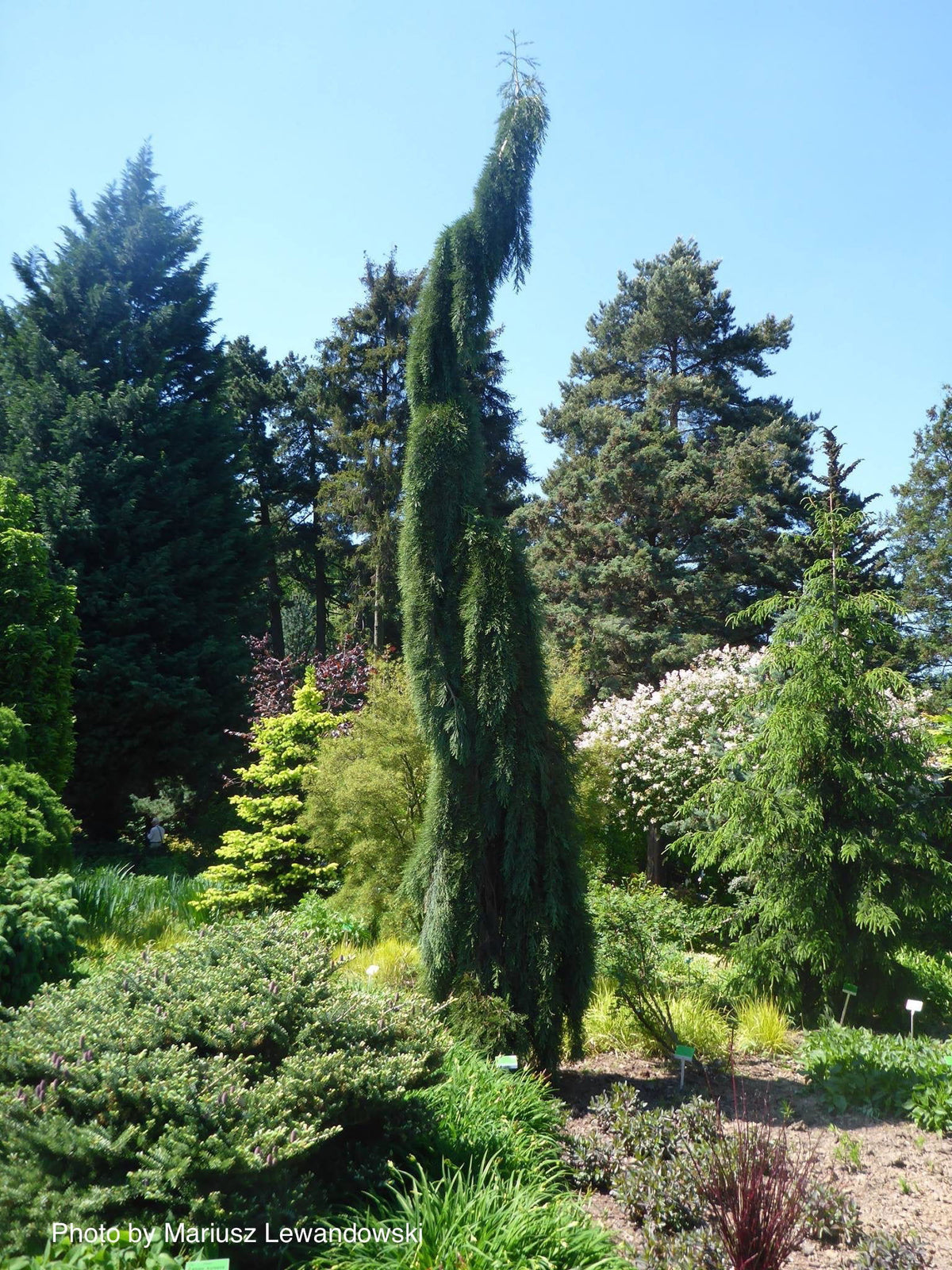 Buy Sequoiadendron giganteum 'Pendulum' Weeping Giant Redwood — Mr Maple │  Buy Japanese Maple Trees