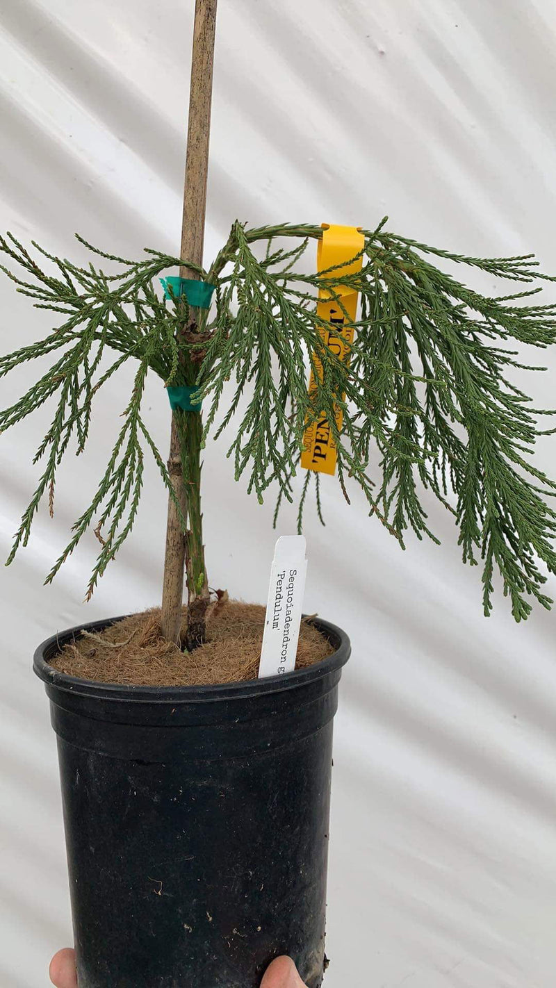 - Sequoiadendron giganteum 'Pendulum' Giant Redwood - Mr Maple │ Buy Japanese Maple Trees