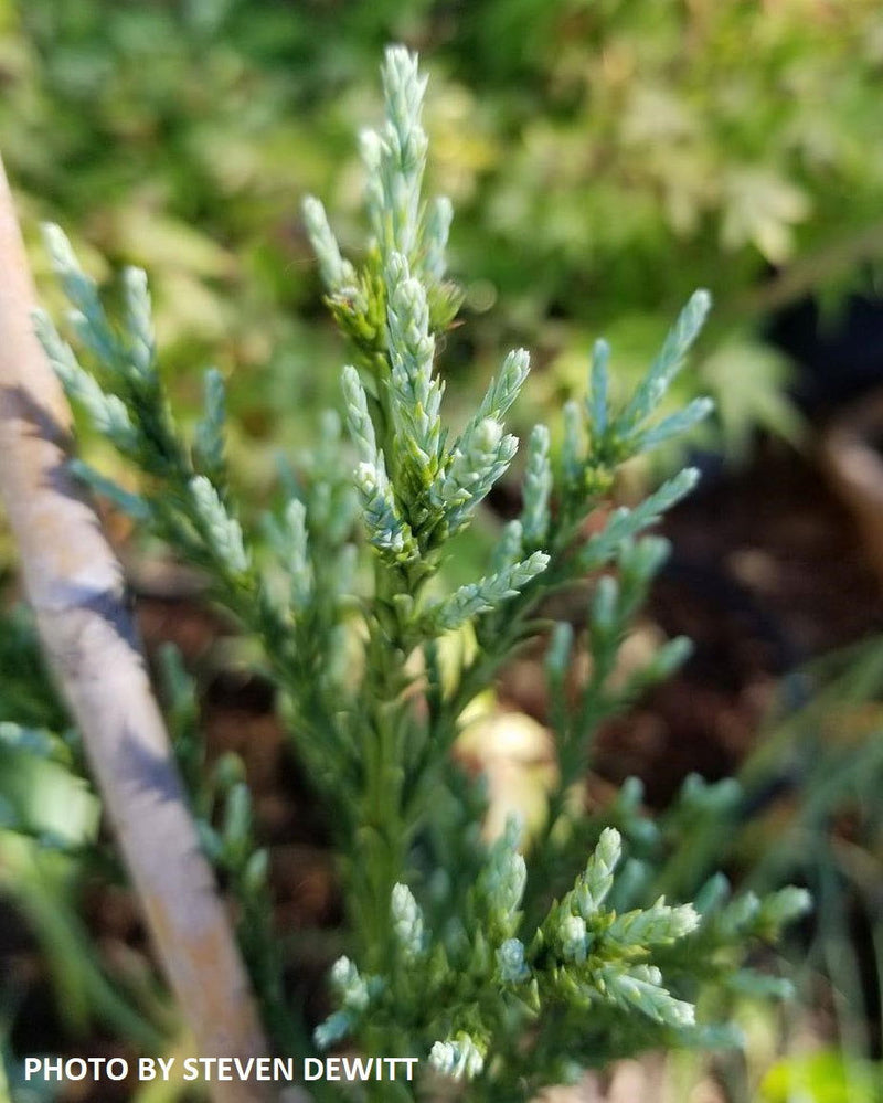 - Sequoiadendron giganteum 'Powder Blue' Blue Giant Redwood - Mr Maple │ Buy Japanese Maple Trees