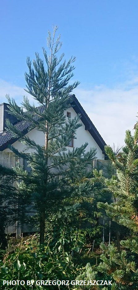 - Sequoiadendron giganteum 'Powder Blue' Blue Giant Redwood - Mr Maple │ Buy Japanese Maple Trees