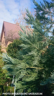 - Sequoiadendron giganteum 'Powder Blue' Blue Giant Redwood - Mr Maple │ Buy Japanese Maple Trees
