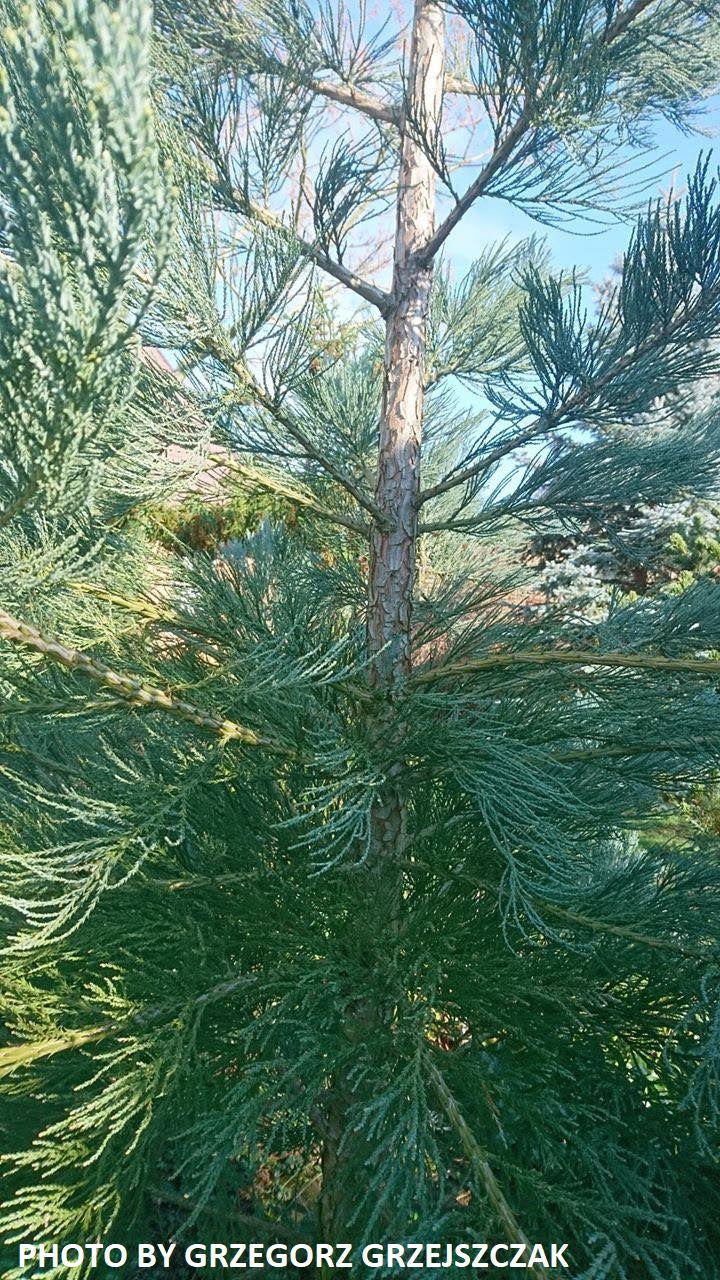 - Sequoiadendron giganteum 'Powder Blue' Blue Giant Redwood - Mr Maple │ Buy Japanese Maple Trees