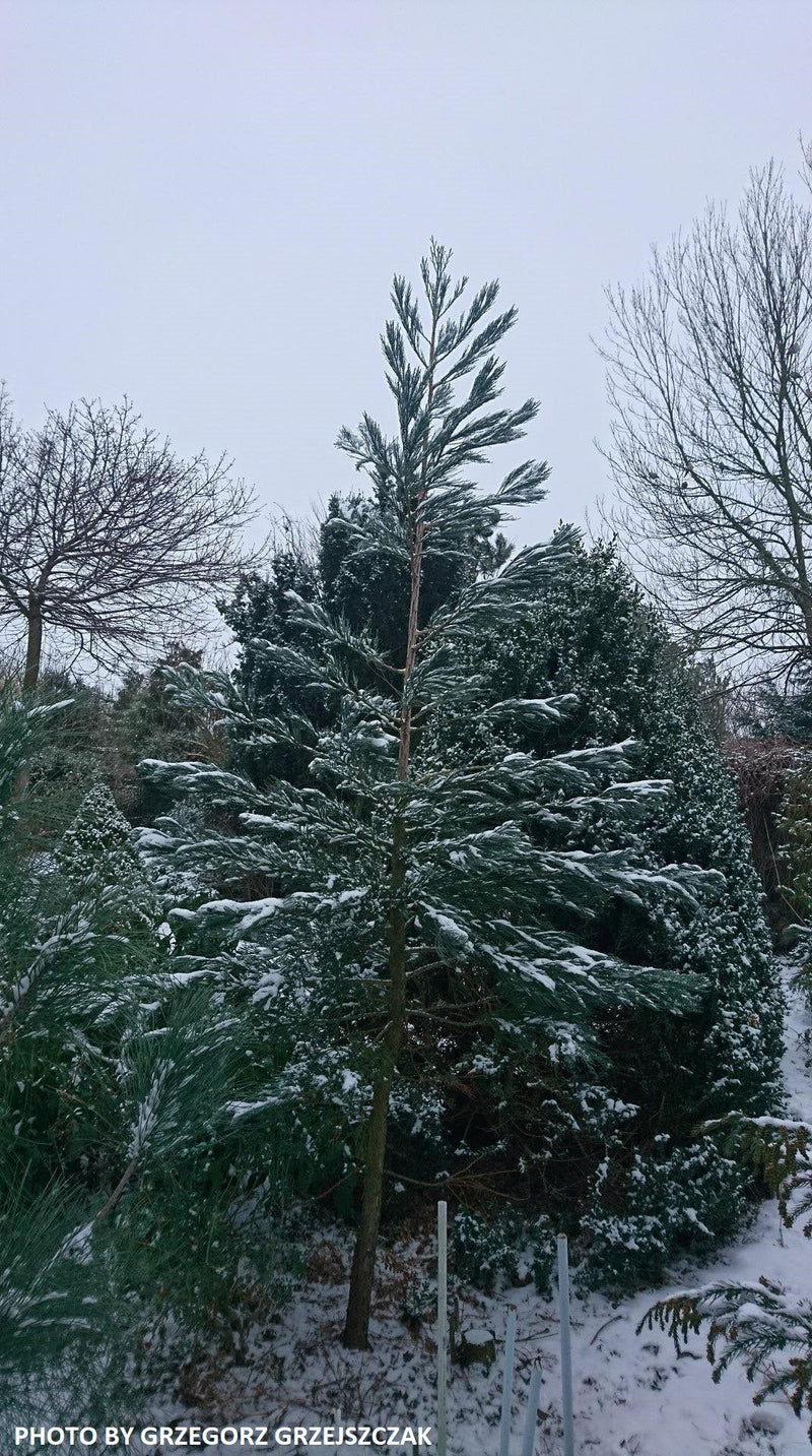 - Sequoiadendron giganteum 'Powder Blue' Blue Giant Redwood - Mr Maple │ Buy Japanese Maple Trees