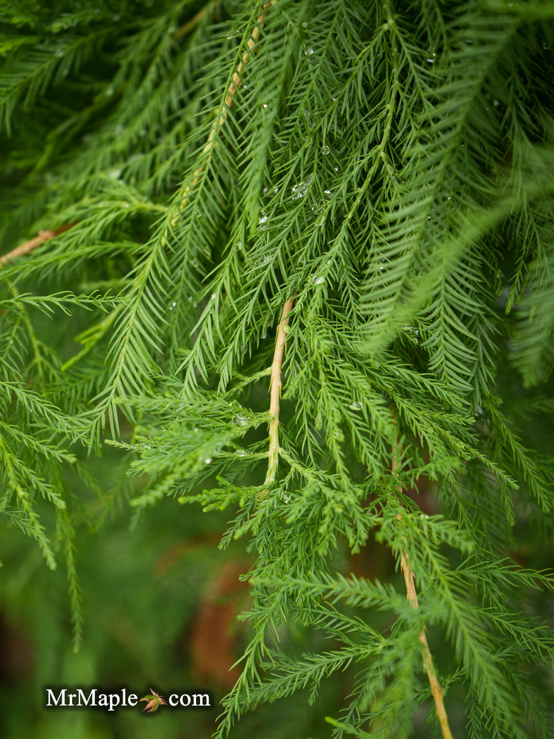 FOR PICKUIP ONLY | Taxodium distichum Mickelson 'Shawnee Brave™' Bald Cypress - DOES NOT SHIP