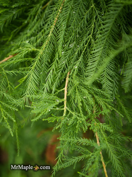 Taxodium distichum Mickelson 'Shawnee Brave™' Bald Cypress