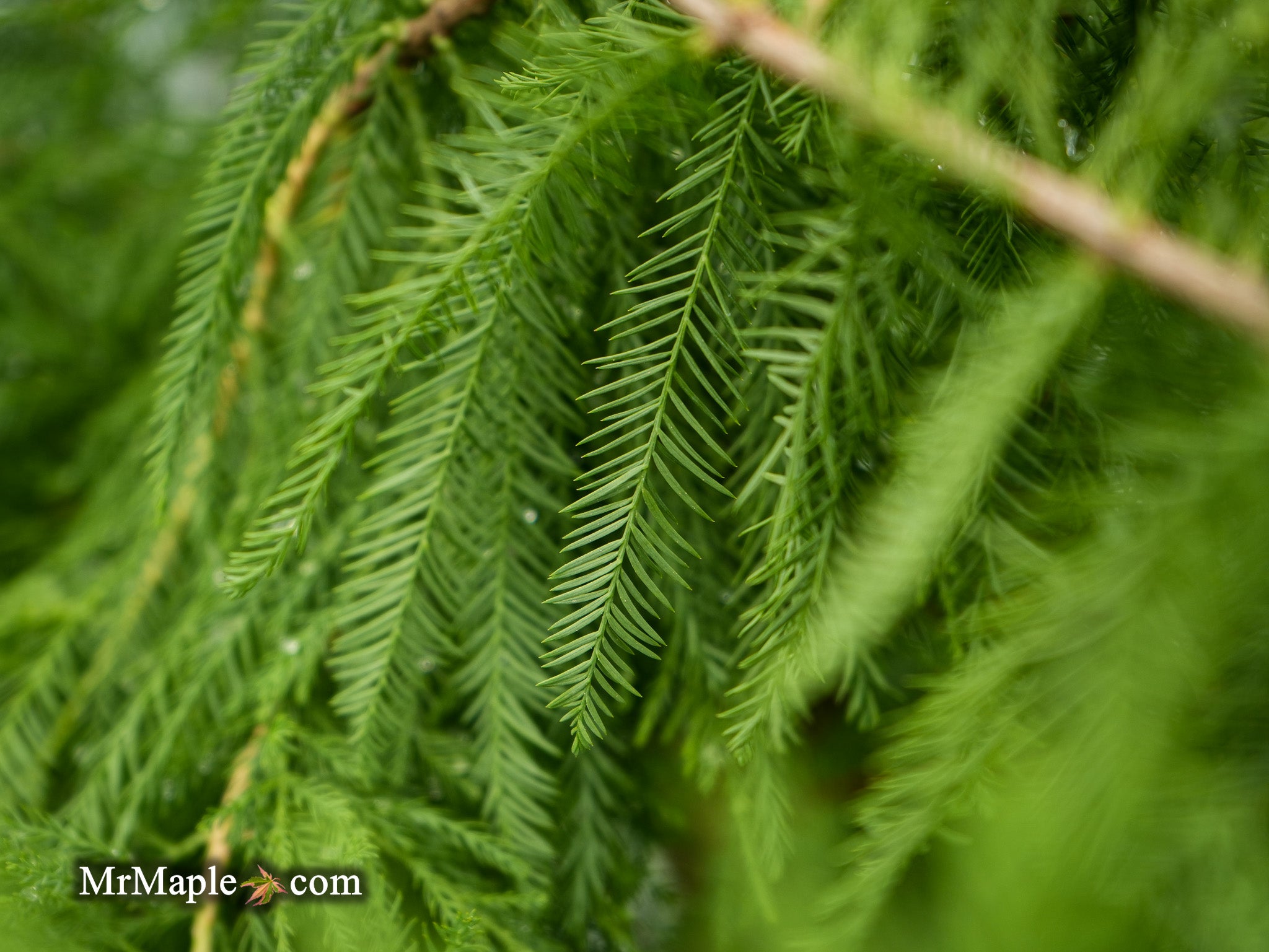 BUY Taxodium Distichum Mickelson 'Shawnee Brave™' Bald Cypress